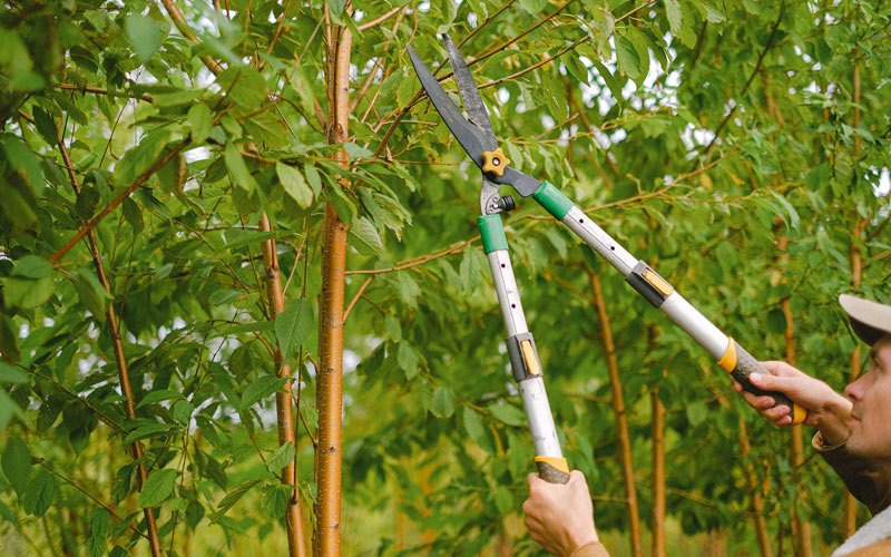 Tree trimming in Proctor, WV